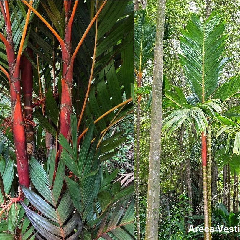 Photo of the plant species Red Sunset Palm by @ProudEggplant named Red on Greg, the plant care app