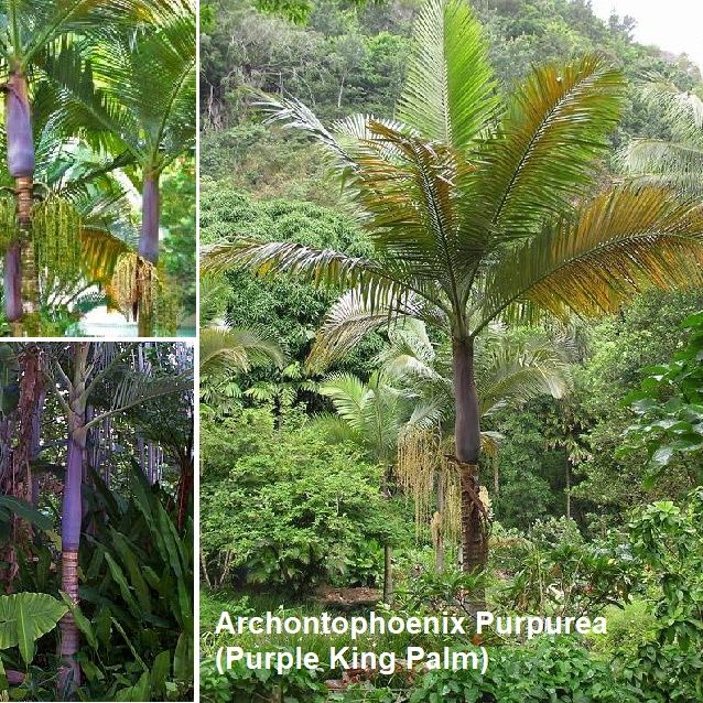 Photo of the plant species Purple King Palm Tree by @ProudEggplant named Purple king on Greg, the plant care app
