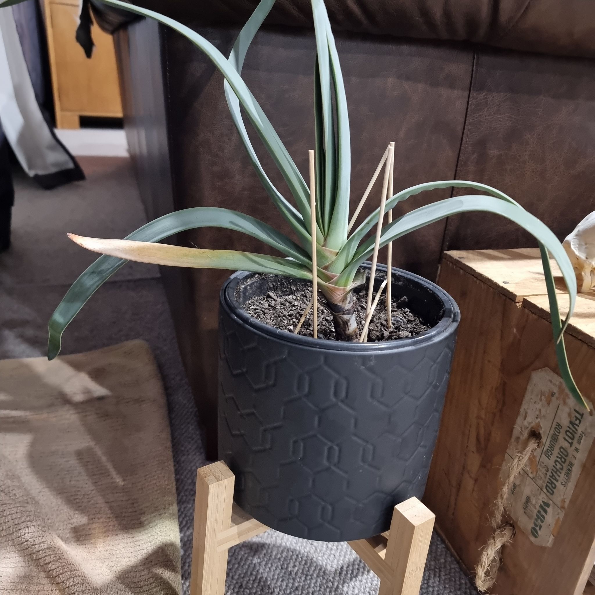 Photo of the plant species Kumara plicatilis by @HotSilkvine named Annie on Greg, the plant care app