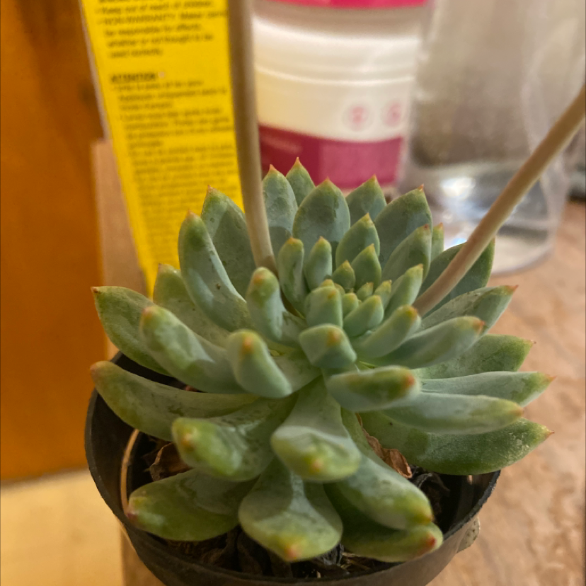 Sedeveria 'Blue Elf' succulent in a small pot, appears healthy.