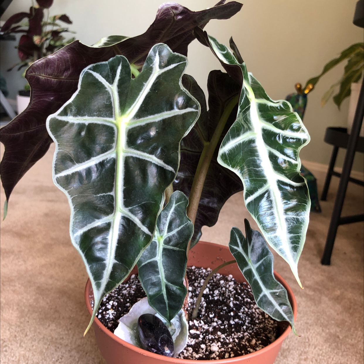 Kris Plant (Alocasia sanderiana) in a pot with dark green leaves and white veins.