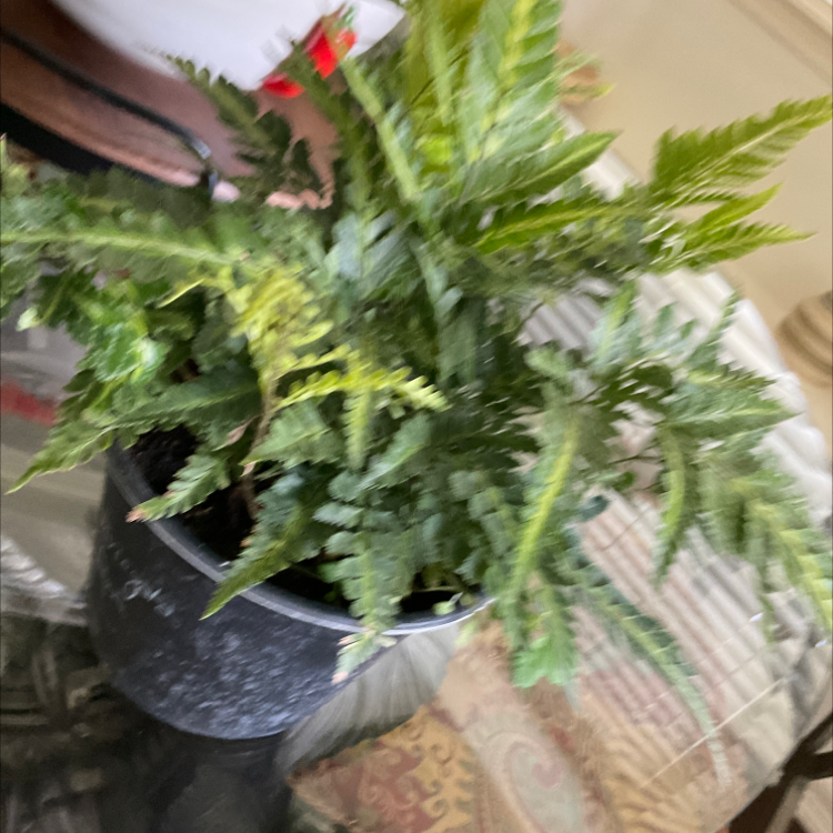 Photo of the plant species Indian Holly Fern by @CasualPokaka named Varietata Fern on Greg, the plant care app