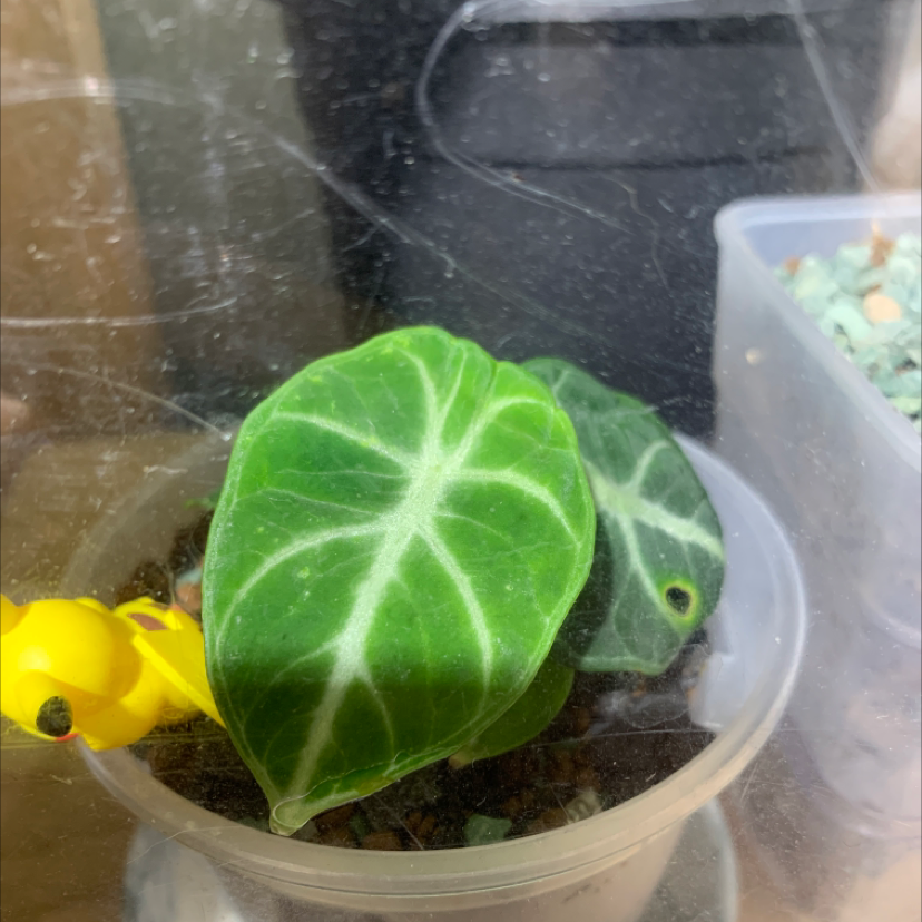 Alocasia ninja plant with green leaves and white veins in a small container.