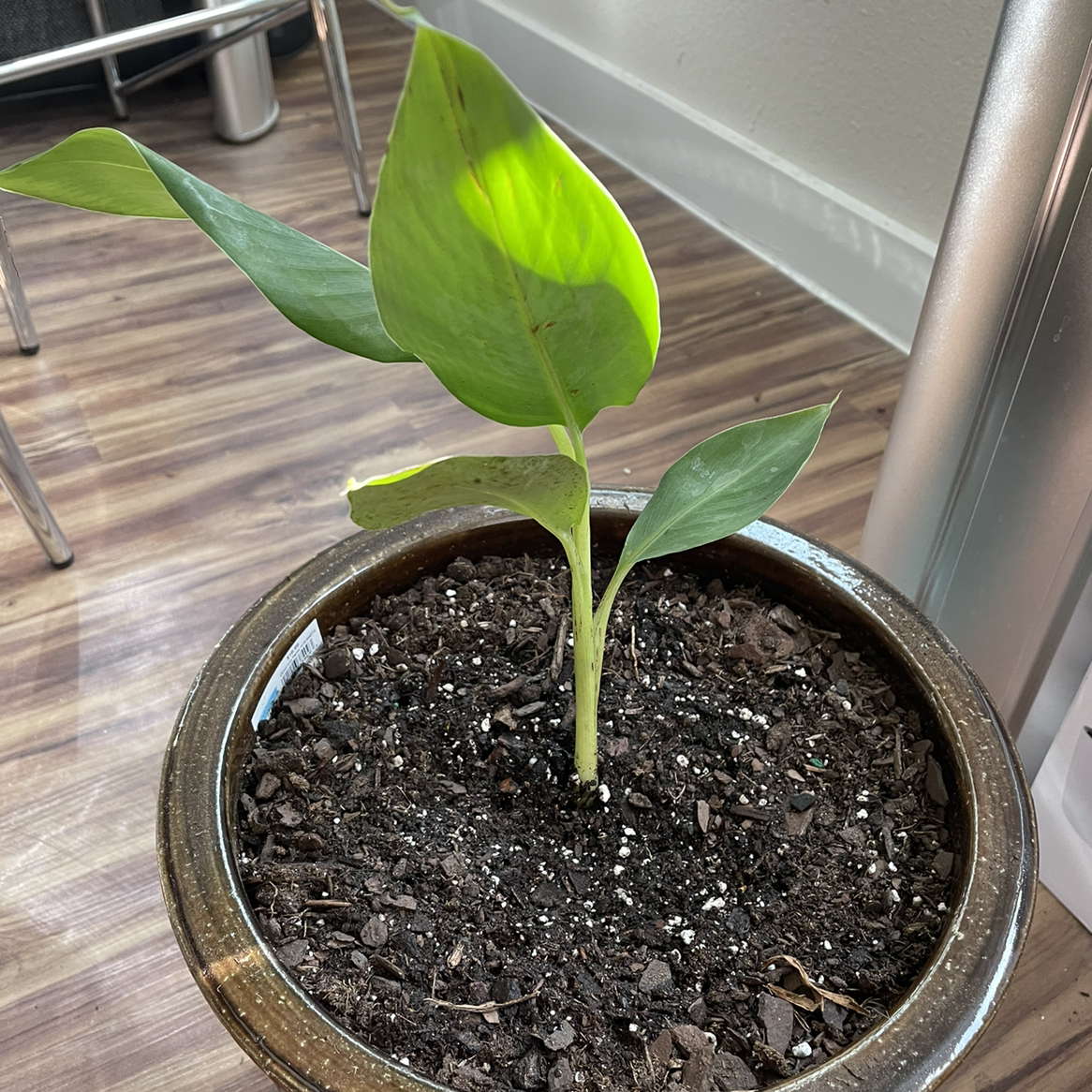 Young Dwarf Banana plant in a pot with visible soil, indoors.