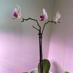 Aphrodite's Phalaenopsis plant