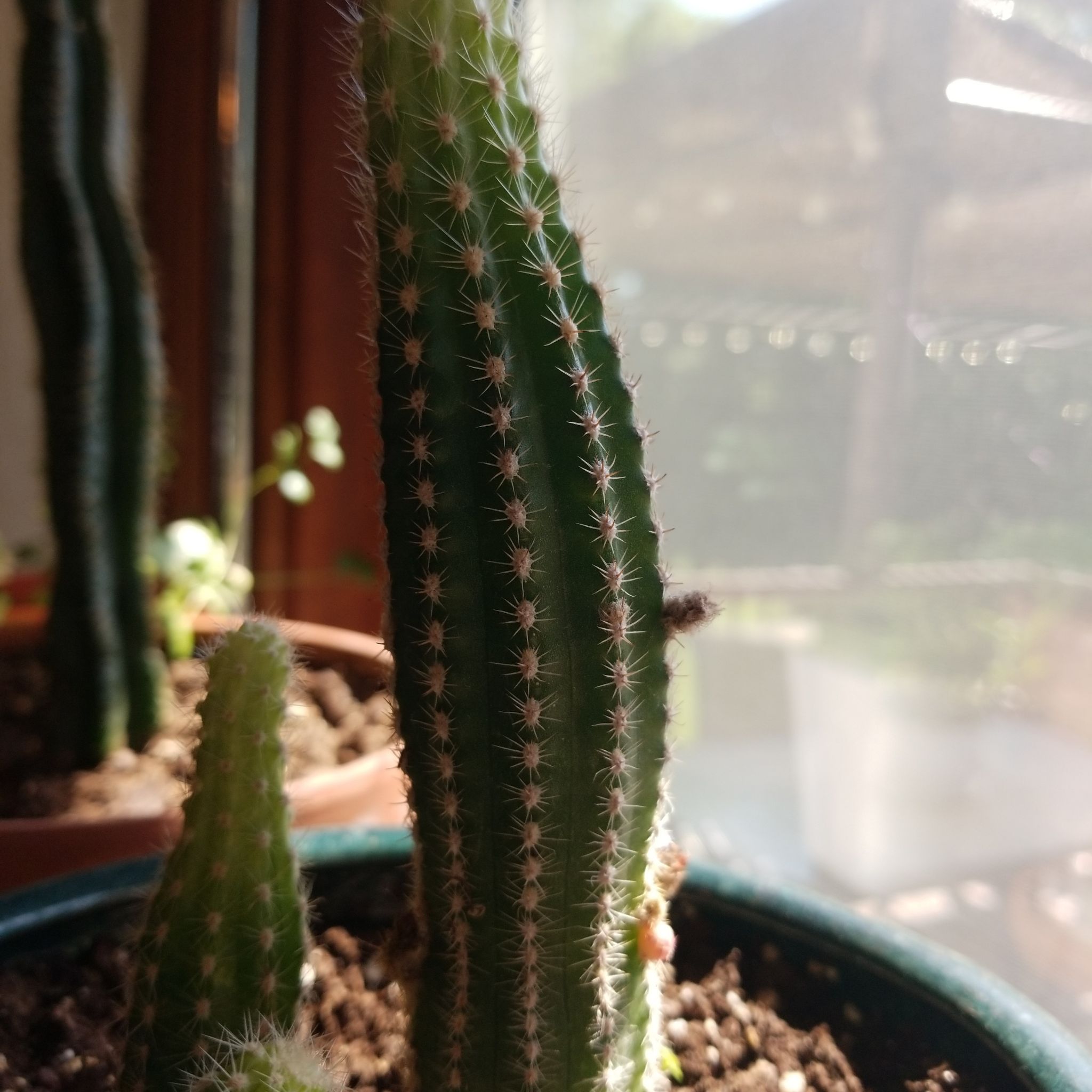 Columnar Cactus in a pot with visible soil, well-framed and in focus.
