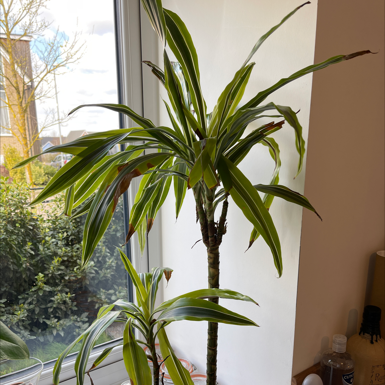 Cornstalk Dracaena plant photo by @Bradley named Mick on Greg, the plant care app.