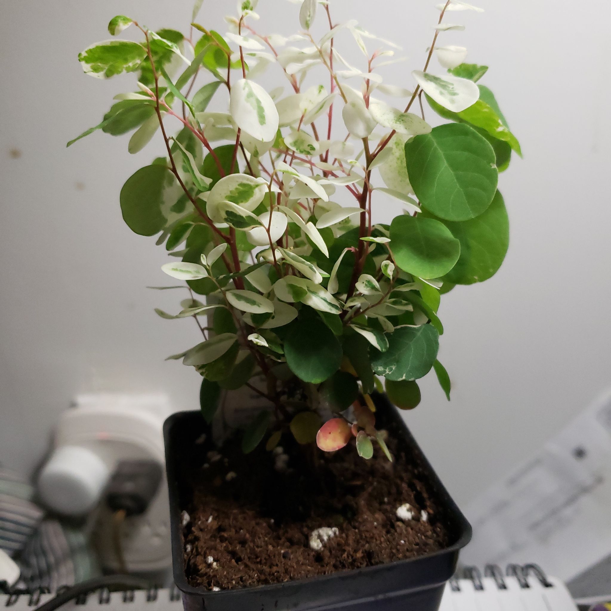 Brenia Snowbush plant in a black pot with variegated green and white leaves.