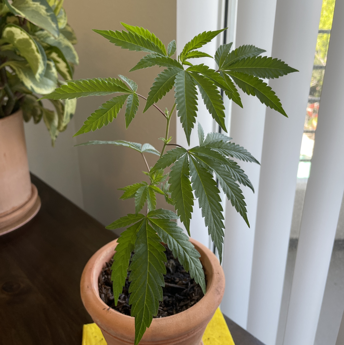 Healthy young marijuana plant in a terracotta pot with vibrant green leaves.