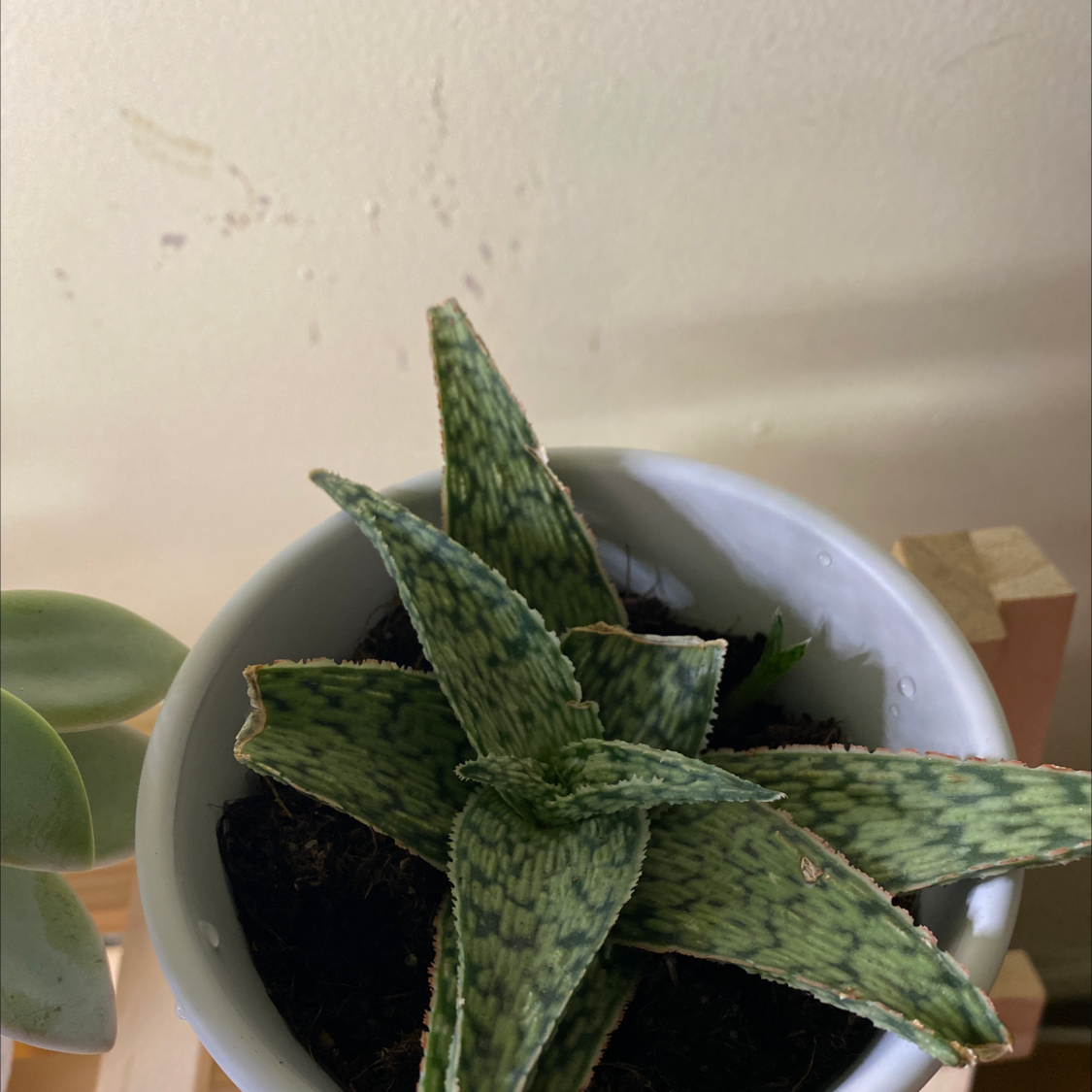 Snowflake Aloe plant in a white pot with visible soil, well-framed and healthy.