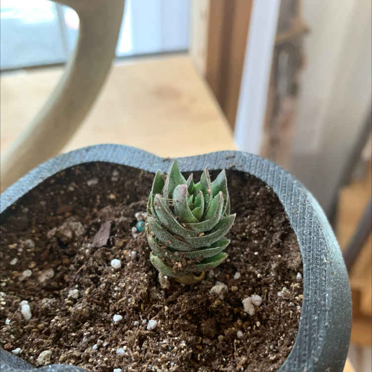 A healthy Red Pagoda succulent in a pot with visible soil.