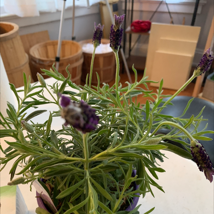 Lavender plant with multiple flowering stalks indoors, healthy leaves and flowers.