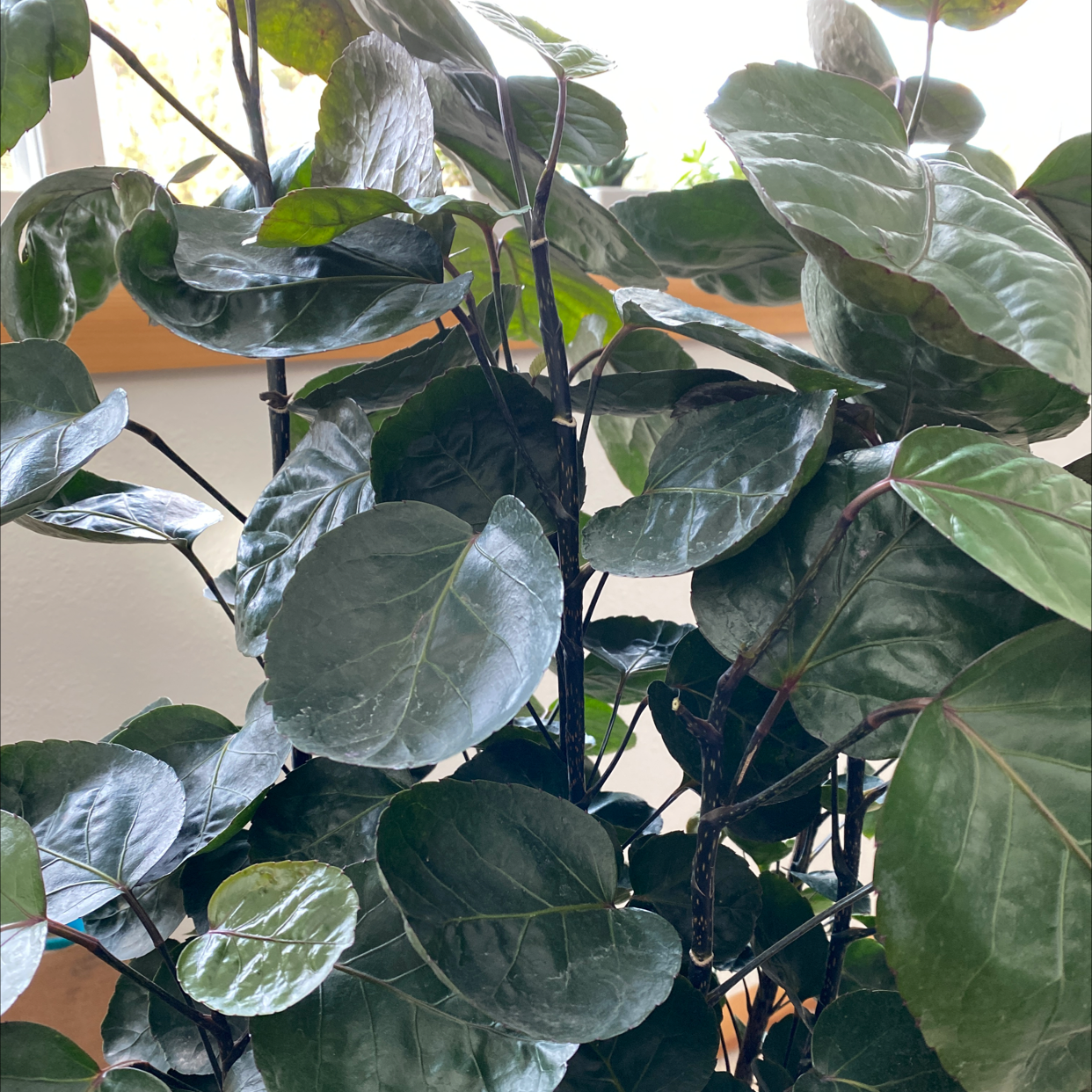 Fabian Aralia plant with broad, dark green leaves, appearing healthy and glossy.