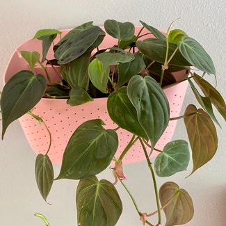 Heartleaf Philodendron plant in Pullman, Washington