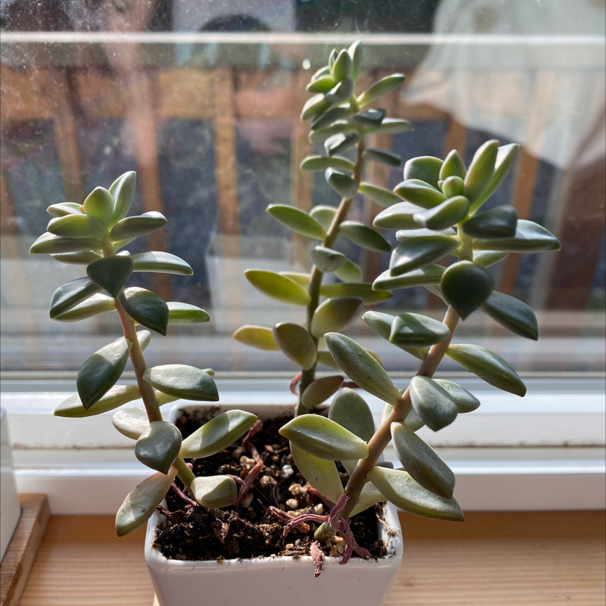 Healthy Graptopetalum plant with green leaves in a small pot on a windowsill.