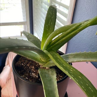 Aloe Vera plant in Pullman, Washington