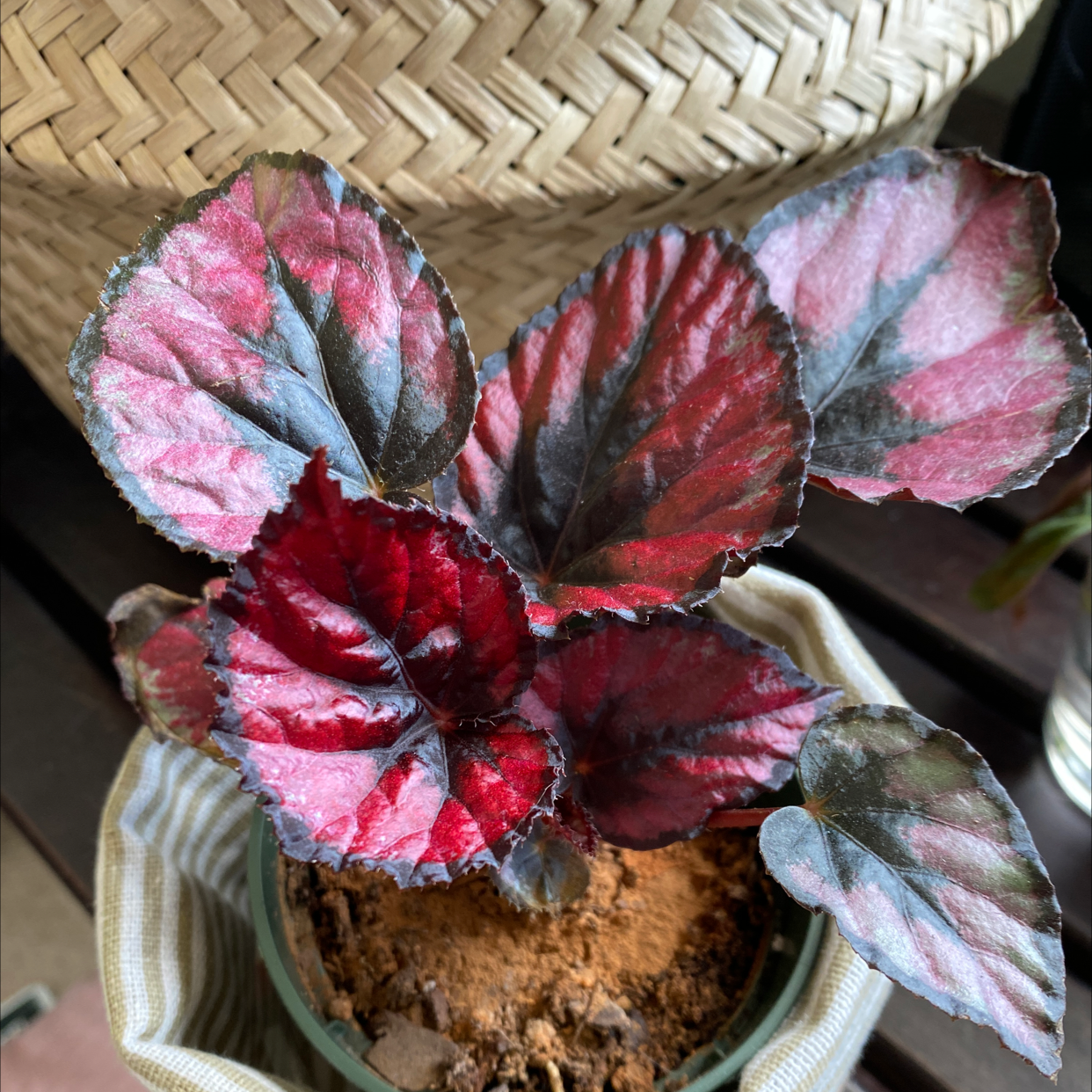 Rex Begonia Vine plant with vibrant red and green leaves in a small pot with visible soil.