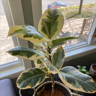 Variegated Rubber Tree plant in Pullman, Washington