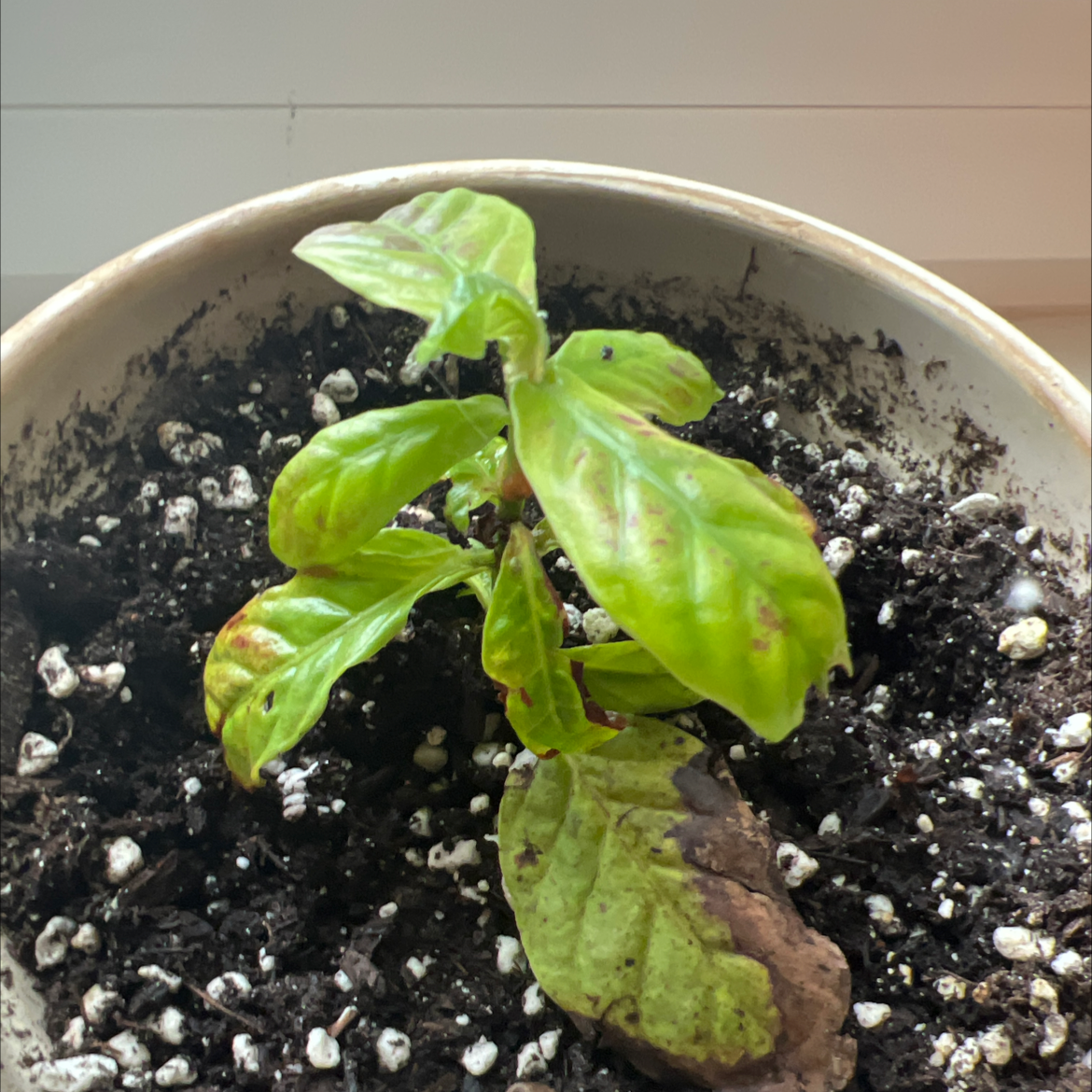 Photo of the plant species Shortleaf Wild Coffee by @ExceptionalWorm named Aria on Greg, the plant care app
