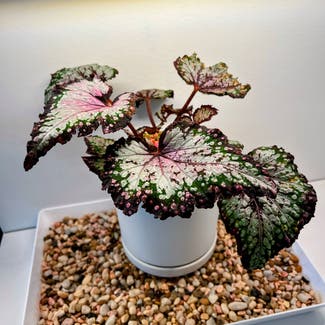 Rex Begonia plant in New York, New York