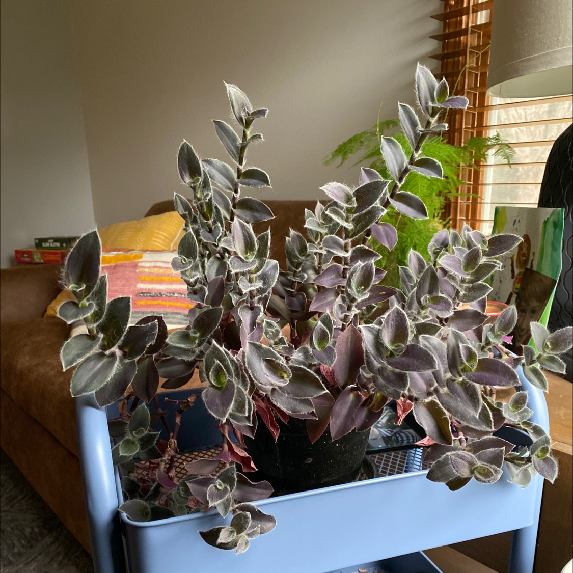 Indoor White Velvet plant on a blue cart with healthy velvety leaves.