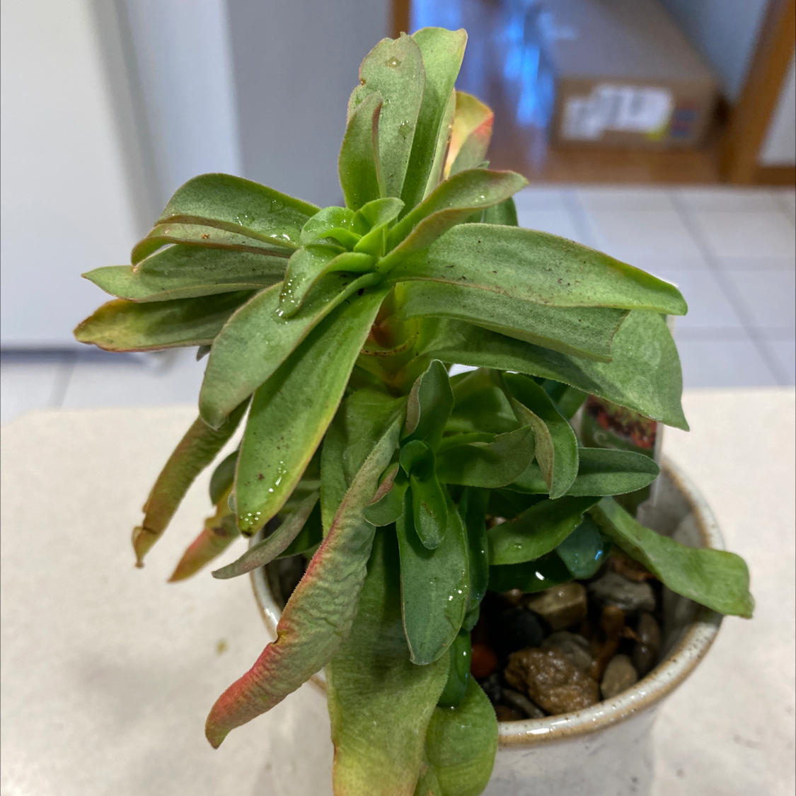 Red Pagoda plant in a small pot with slight leaf discoloration.