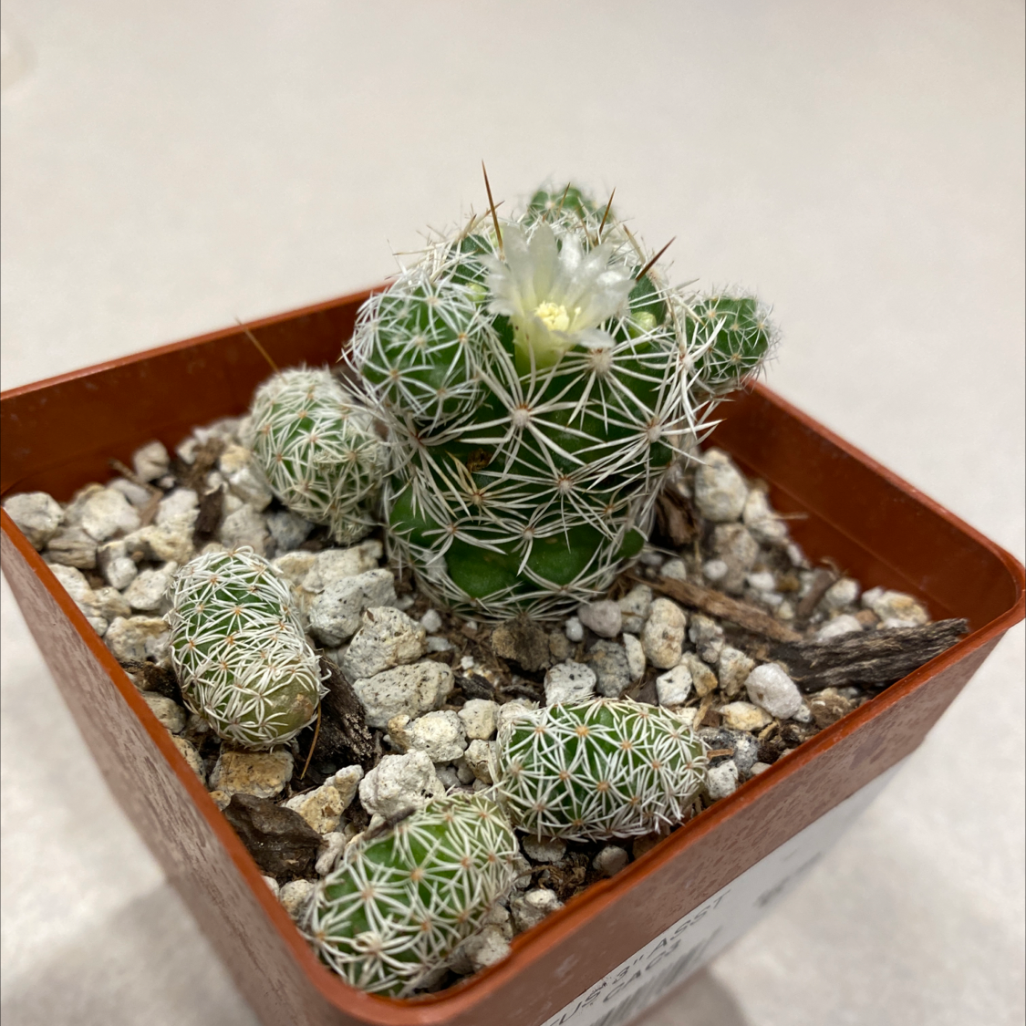 Missouri Foxtail Cactus in a pot with visible soil and a small flower.