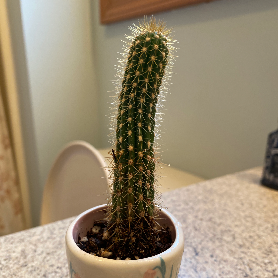 Columnar Cactus in a small pot on a countertop, appears healthy.