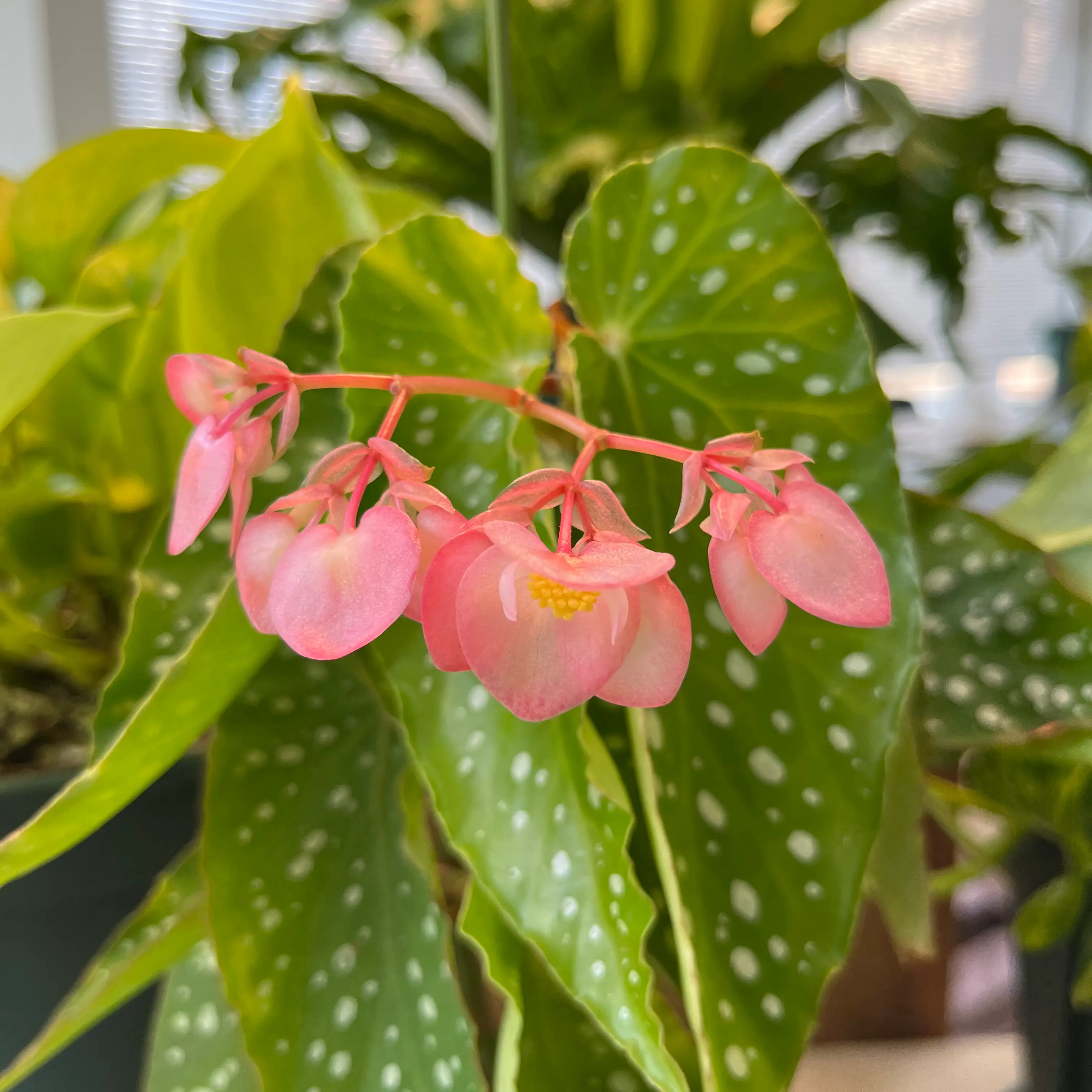 Photo of the plant species Begonia soyokaze by @Deokhee named Begonia soyokaze on Greg, the plant care app
