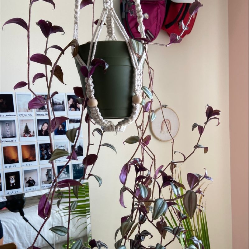 Healthy Tradescantia zebrina plant with purple and silver striped leaves hanging in a macrame planter, surrounded by other trailing plants.