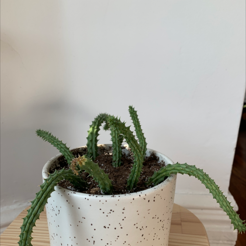 Potted Zulu Giant plant with green, spiky stems in a white pot with visible soil.