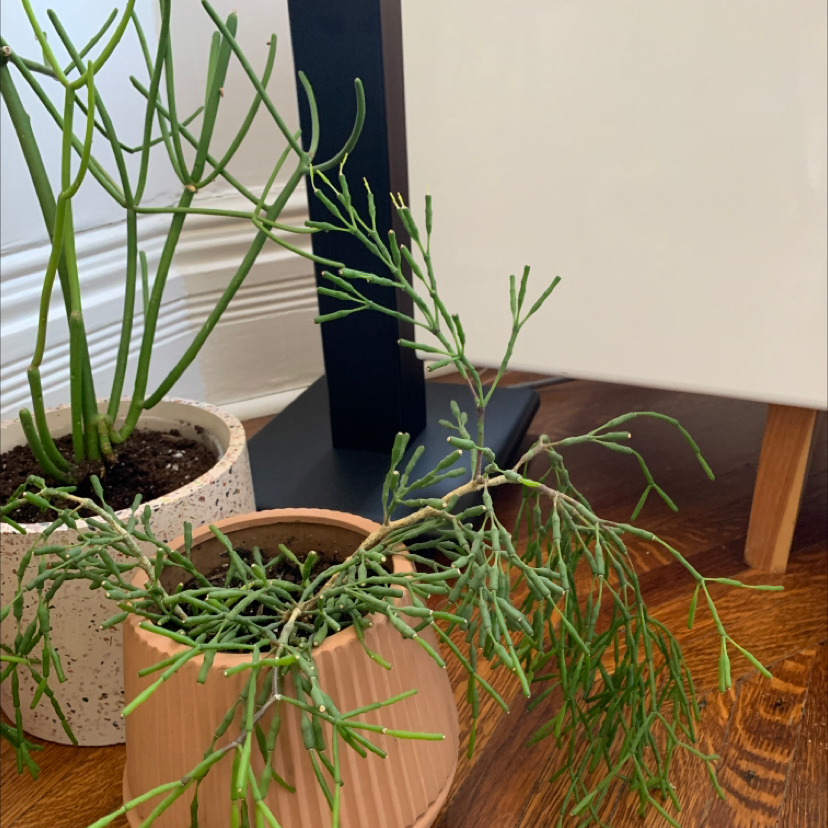 Image of a healthy Dancing Bones plant in a pot with visible soil.