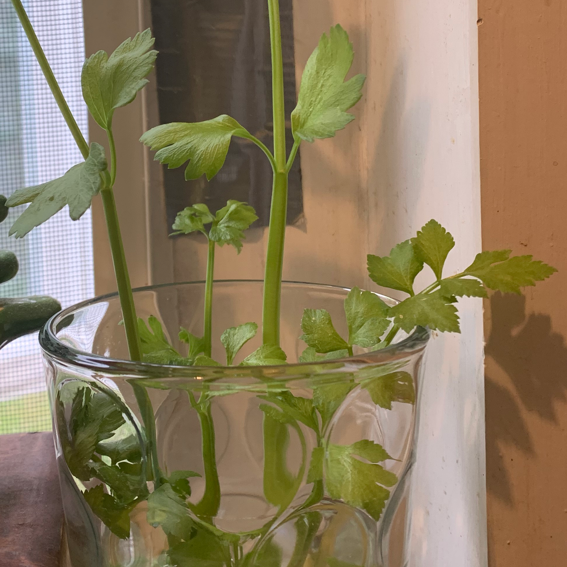 Leaf Celery plant in a glass container with water, healthy green leaves and stems.