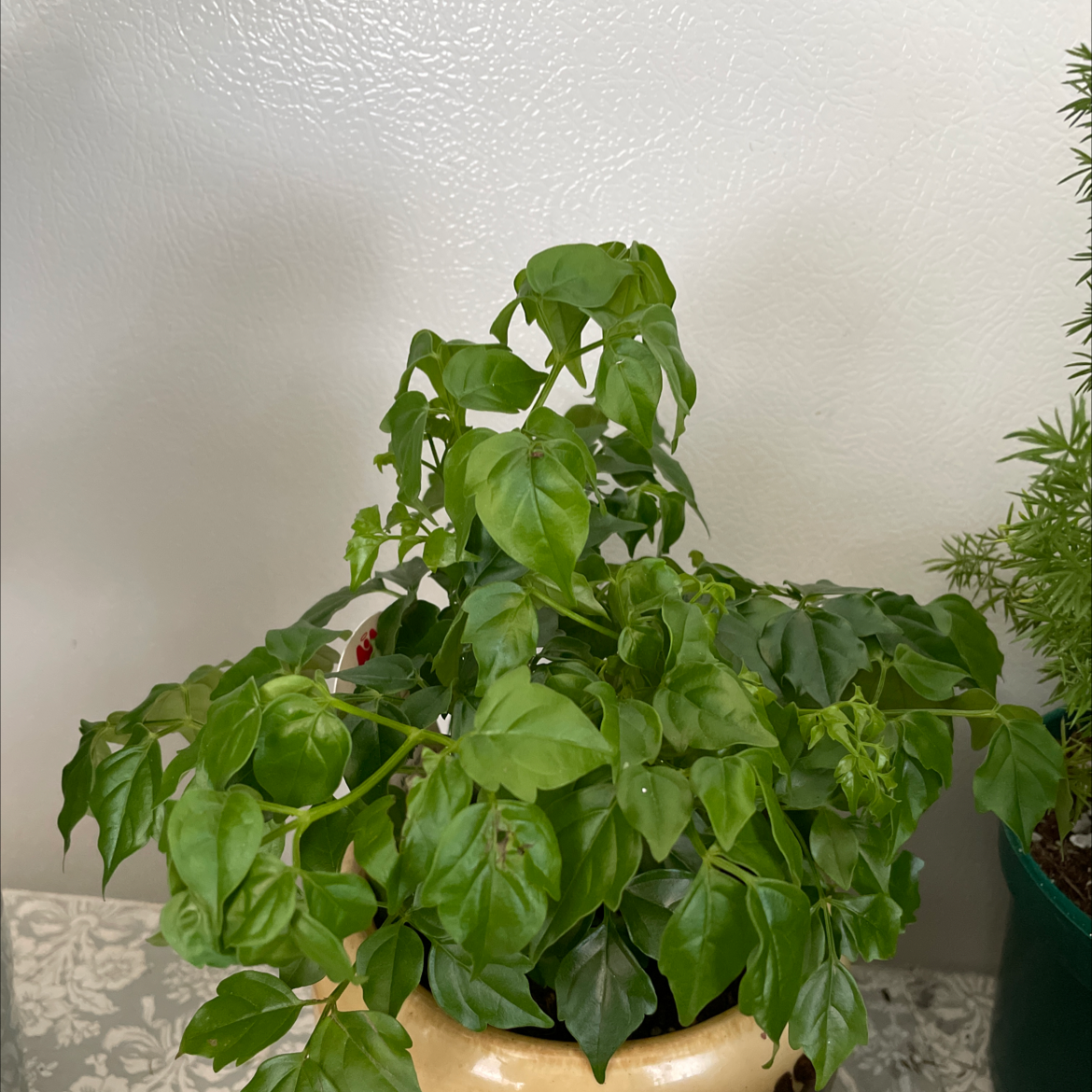 Healthy China Doll plant with lush green compound leaves in a ceramic pot, well-framed against an off-white background.