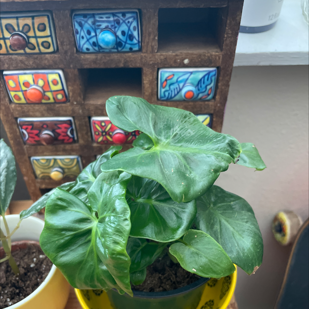 Philodendron 'Super Atom' plant in a pot with healthy green leaves, placed in front of a decorative drawer unit.
