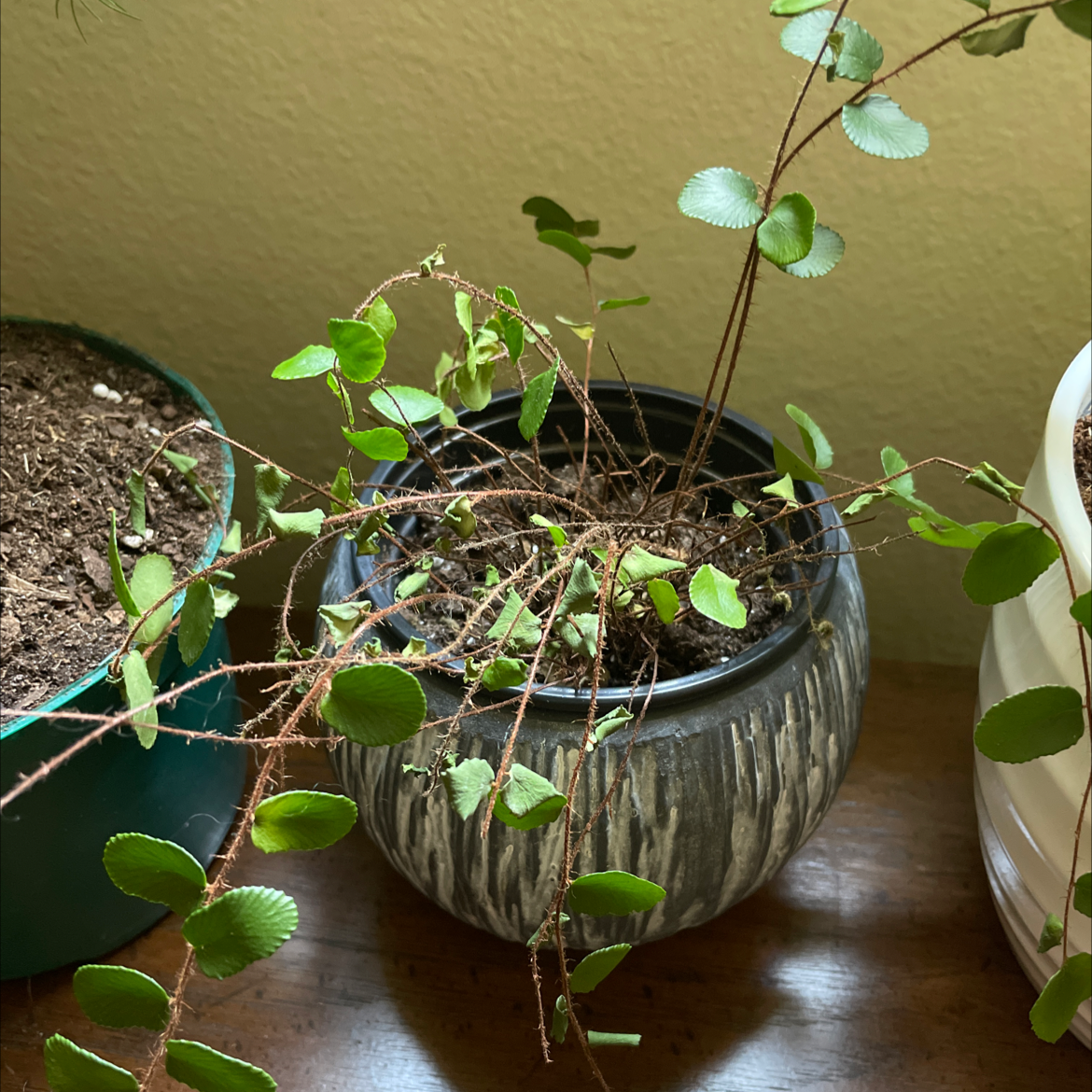 Pellaea rotundifolia plant in a decorative pot with some browning leaves and visible soil.