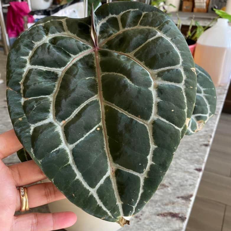 Photo of the plant species Anthurium magnificum x 'Doc Block F2' by @Cdecastillo named Doc on Greg, the plant care app