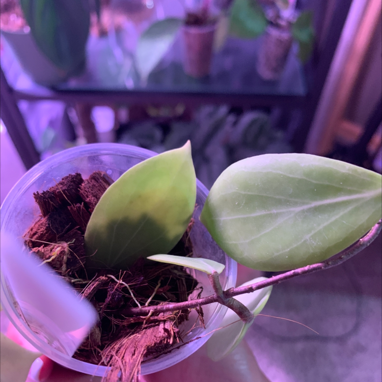 Photo of the plant species Hoya MPR IML 1866 by @Cdecastillo named Emil on Greg, the plant care app