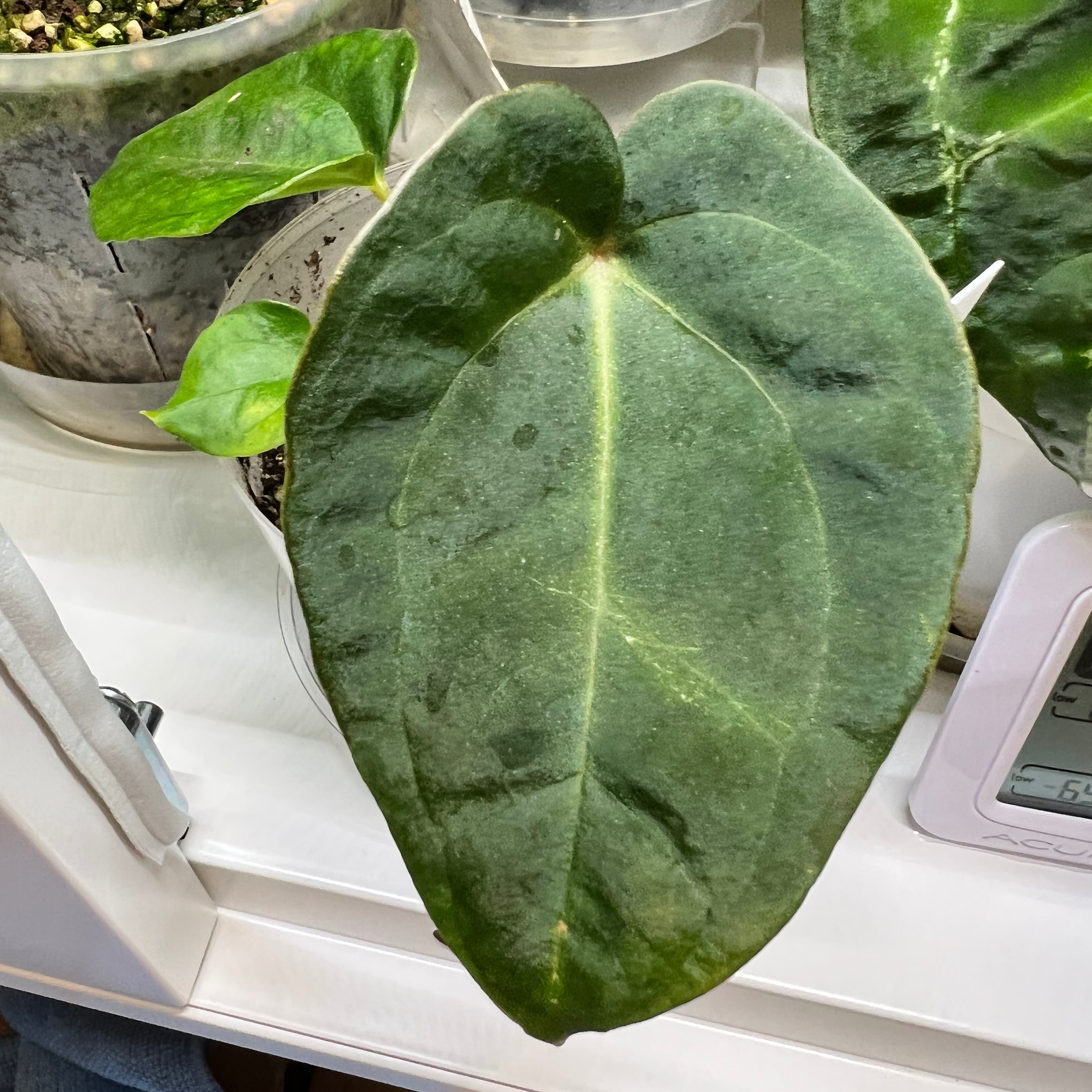 Photo of the plant species Anthurium fairchild x red crystallinum by @Cdecastillo named Farrah on Greg, the plant care app