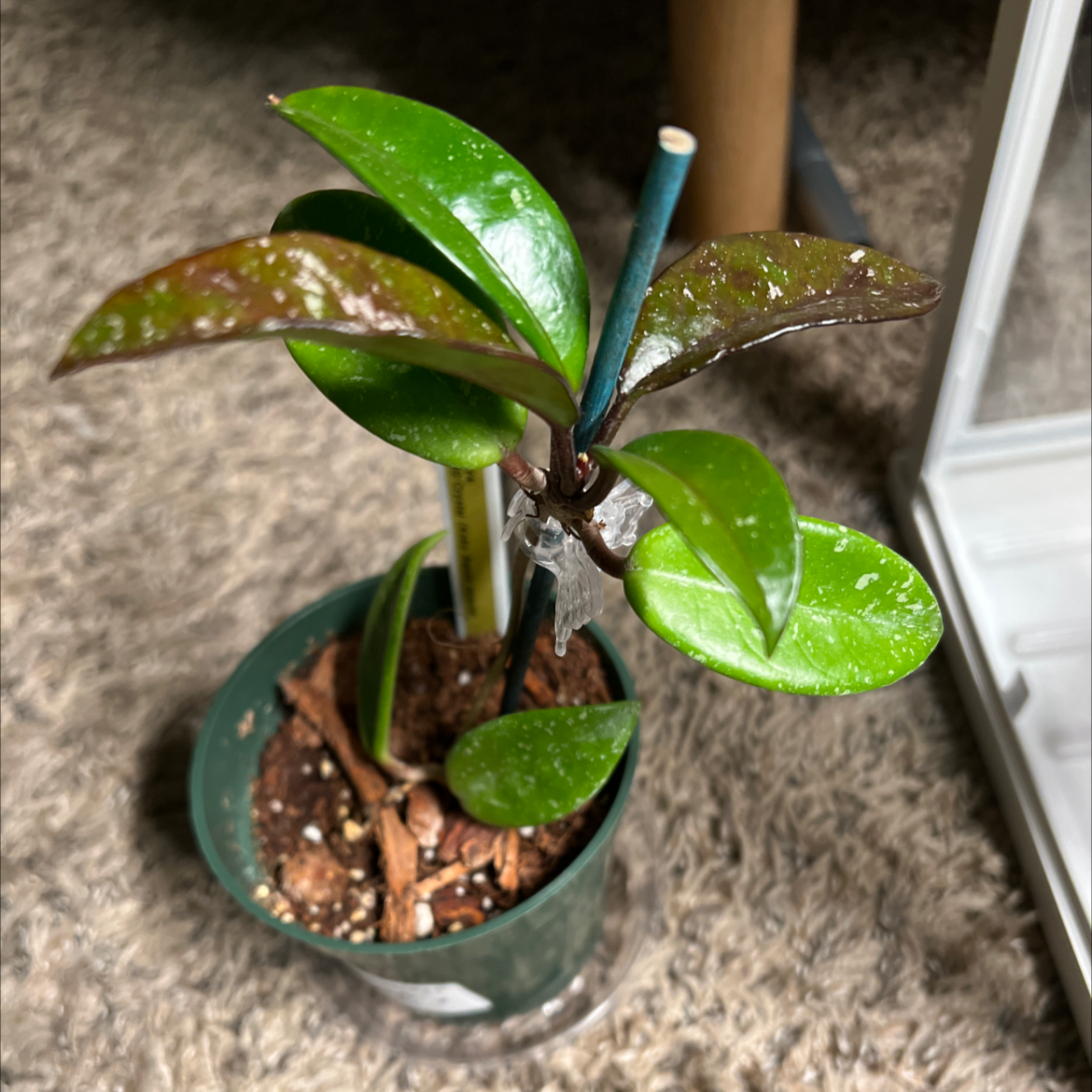 Photo of the plant species Hoya Crystal by @Cdecastillo named Crystal on Greg, the plant care app