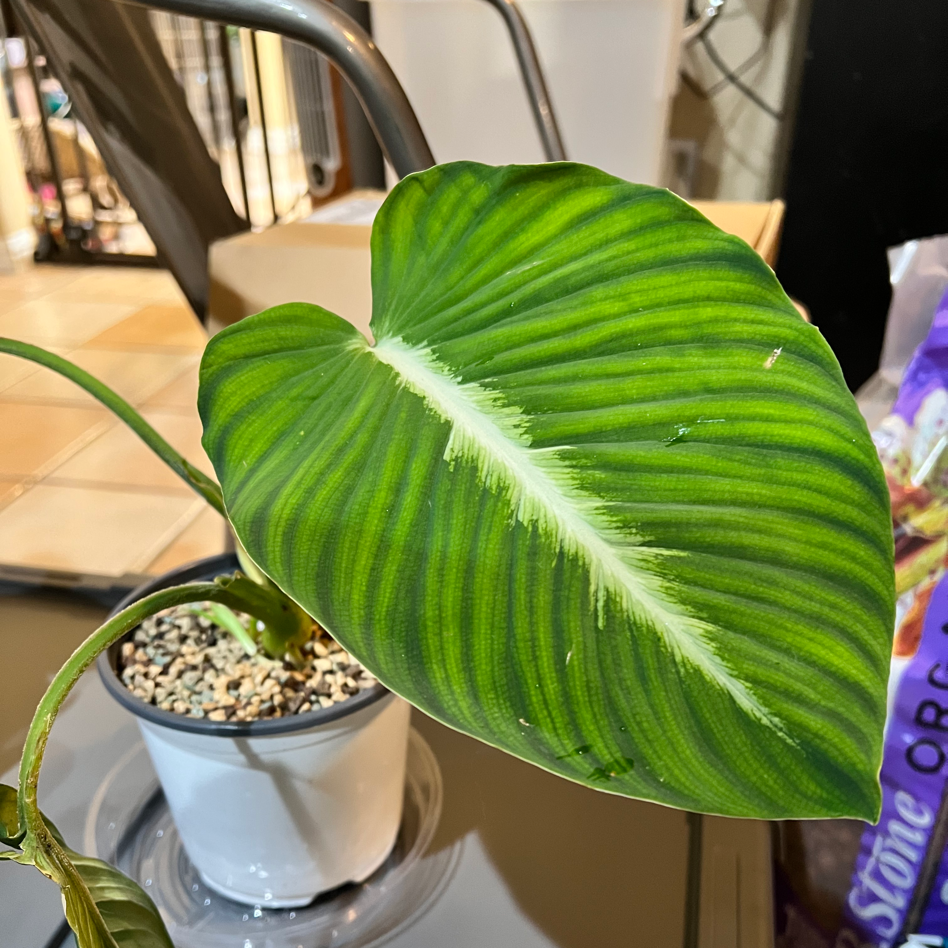 Plant care for Arisaema 'Jack Frost' on Greg, the plant care app