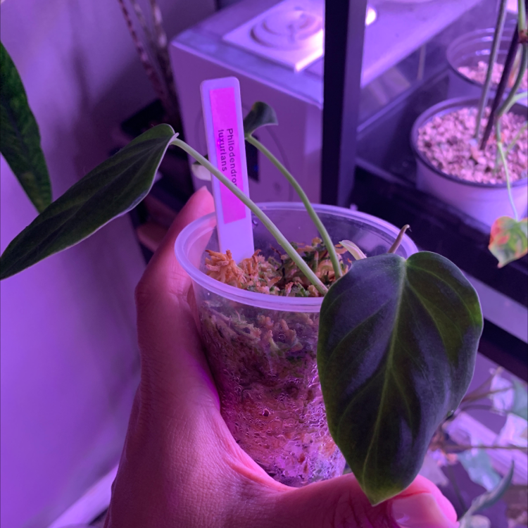 Philodendron luxurians plant photo by @Cdecastillo named Lucy on Greg, the plant care app.