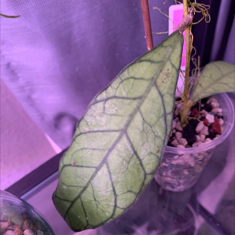 Plant care for Bat-like Stelis on Greg, the plant care app