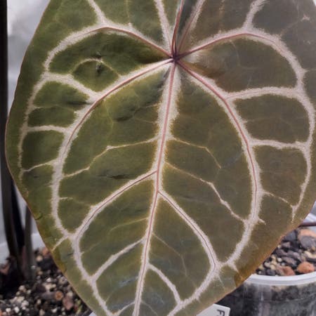 Photo of the plant species Anthurium DocBlock F2 by Cdecastillo named ZaraMichelle on Greg, the plant care app