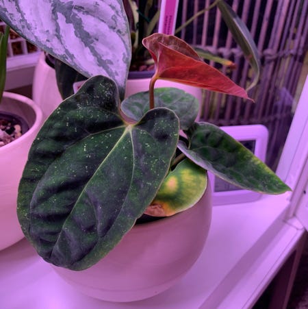Photo of the plant species Anthurium papillilaminum by @Cdecastillo named Papi on Greg, the plant care app