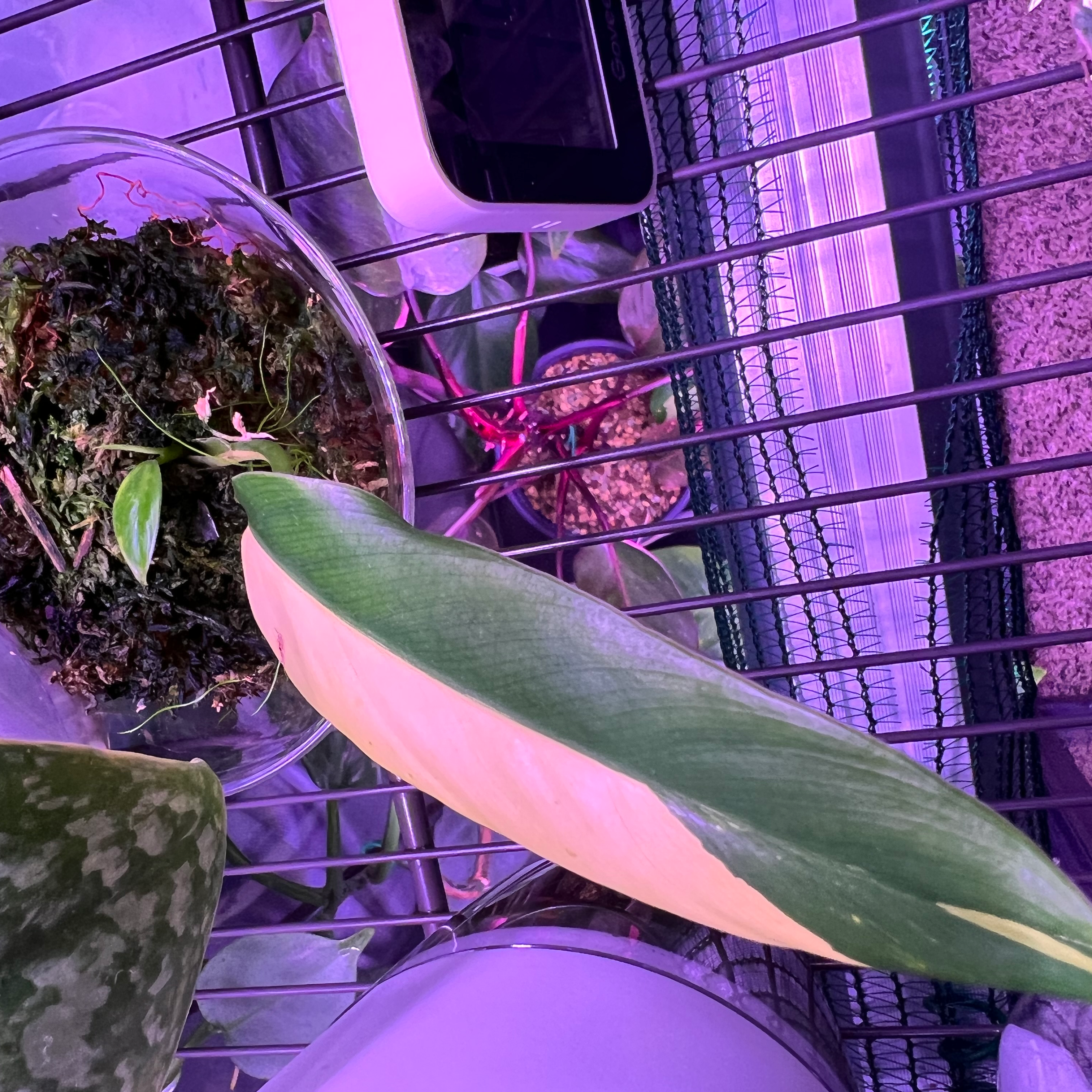 Variegated Philodendron leaf with green and yellowish-white coloration under grow lights.