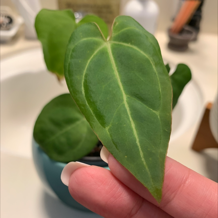 Photo of the plant species Ace of Spades by @Cdecastillo named Ace on Greg, the plant care app