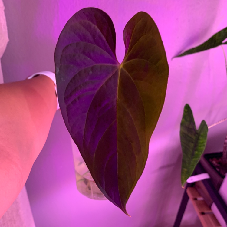 Photo of the plant species Anthurium 'Moodeanum' by @Cdecastillo named Moody on Greg, the plant care app