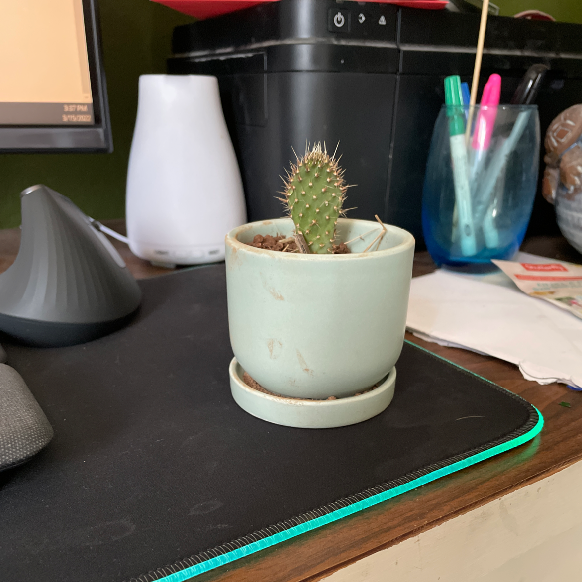 Small Few-Spined Marble-Seeded Prickly Pear cactus in a pot on a desk with office supplies in the background.