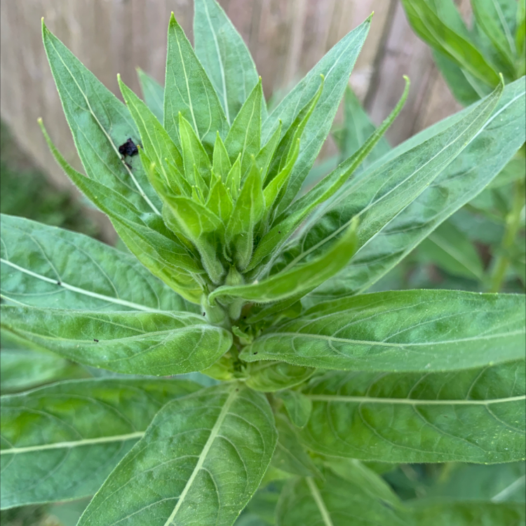 Close-up of a healthy Common Evening-Primrose plant with elongated green leaves.